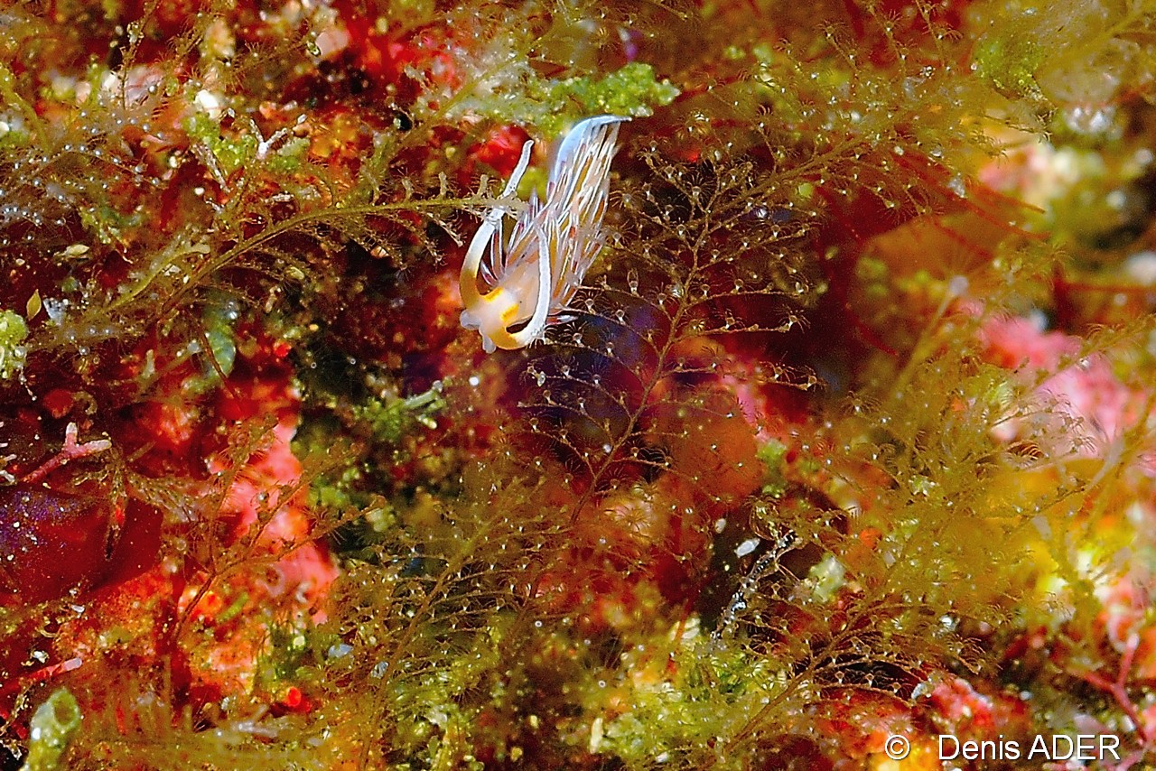 Thyroscyphus marginatus-Cratena scintilla Hervia de Cap vert nudi-Cap Vert Ilot aux oiseaux-16m-20150406-Denis-ADER-DSC_9406_tn.jpg